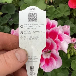 Geranium 'Flower Fairy White Splash' Live Plant - 4.5 inch Nursery Pot - Potted Houseplant - Image 9