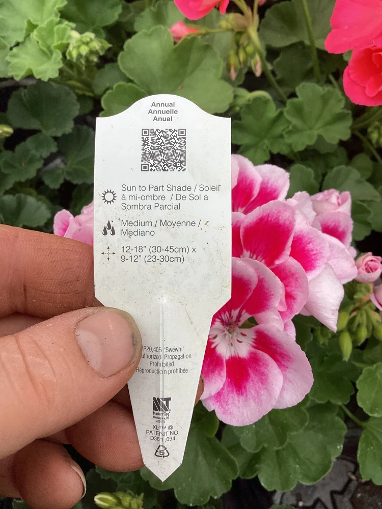 Geranium 'Flower Fairy White Splash' Live Plant - 4.5 inch Nursery Pot - Potted Houseplant - Image 9
