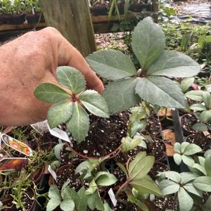 Helleborus Candy Love Live Plant - Bare Root Starter - Outdoor Garden - Image 2
