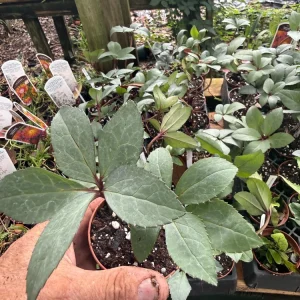Helleborus Candy Love Live Plant - Bare Root Starter - Outdoor Garden - Image 3