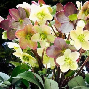 Helleborus Candy Love Live Plant - Bare Root Starter - Outdoor Garden - Image 1