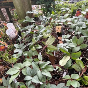 Helleborus Candy Love Live Plant - Bare Root Starter - Outdoor Garden - Image 5