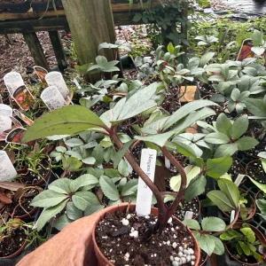 Helleborus Candy Love Live Plant - Bare Root Starter - Outdoor Garden - Image 6
