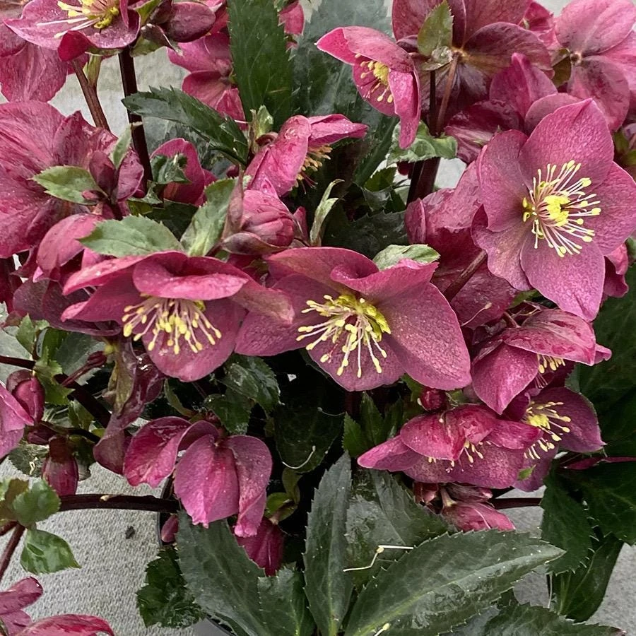 Helleborus Red Sparkle Bare Root Plant – Winter Flowering Perennial - Image 5