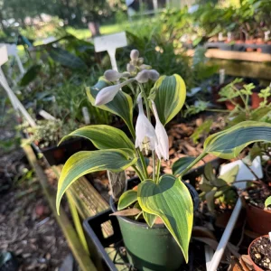 Hosta First Frost Live Plant – Bare Root Starter – Outdoor Shade Perennial - Image 2