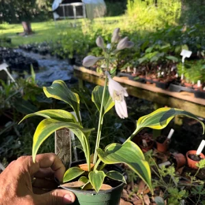 Hosta First Frost Live Plant – Bare Root Starter – Outdoor Shade Perennial - Image 1