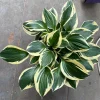 Hosta Patriot Live Plant - Bareroot Starter - White & Green Foliage - Image 1