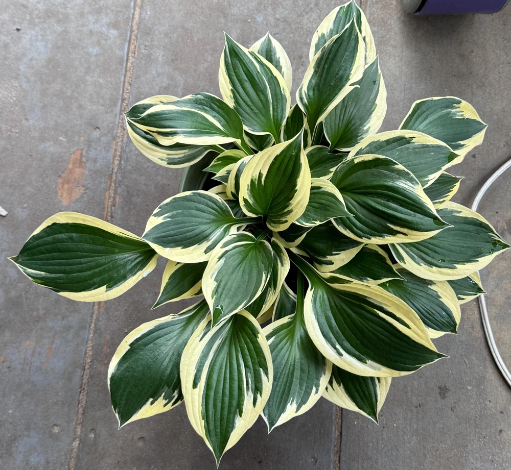 Hosta Patriot Live Plant - Bareroot Starter - White & Green Foliage - Image 1