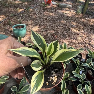 Hosta Patriot Live Plant - Bareroot Starter - White & Green Foliage - Image 2