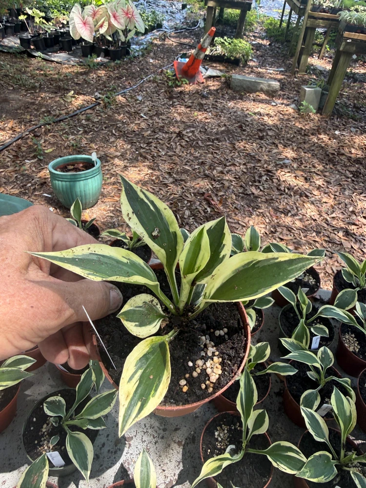 Hosta Patriot Live Plant - Bareroot Starter - White & Green Foliage - Image 2