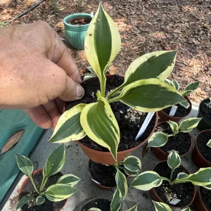 Hosta Patriot Live Plant - Bareroot Starter - White & Green Foliage - Image 3