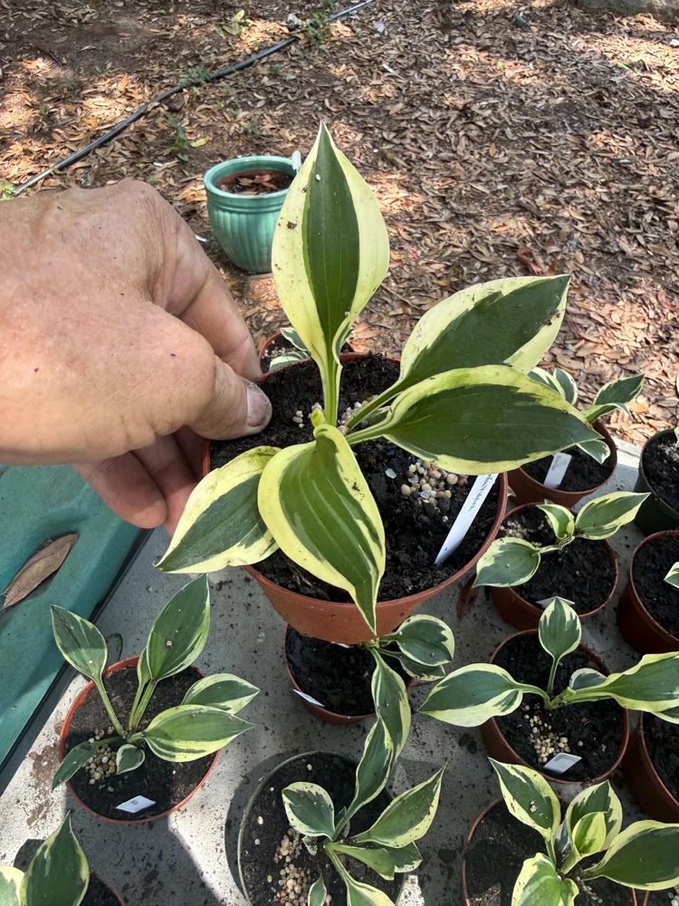Hosta Patriot Live Plant - Bareroot Starter - White & Green Foliage - Image 3