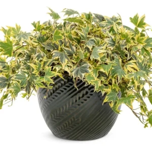 Ivy Hedera 'Yellow Ripple' Live Plant – 4.5 inch Pot – Indoor/Outdoor Variegated - Image 2