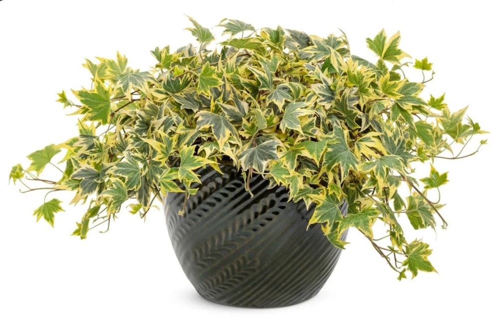 Ivy Hedera 'Yellow Ripple' Live Plant – 4.5 inch Pot – Indoor/Outdoor Variegated - Image 2