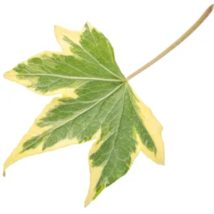 Ivy Hedera 'Yellow Ripple' Live Plant – 4.5 inch Pot – Indoor/Outdoor Variegated - Image 3