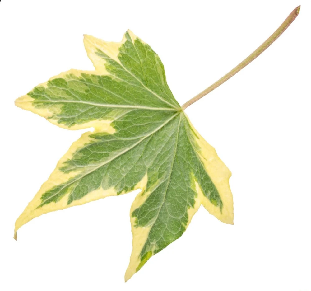 Ivy Hedera 'Yellow Ripple' Live Plant – 4.5 inch Pot – Indoor/Outdoor Variegated - Image 3
