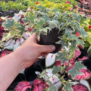 Ivy Hedera 'Yellow Ripple' Live Plant – 4.5 inch Pot – Indoor/Outdoor Variegated - Image 4