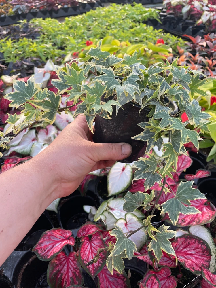 Ivy Hedera 'Yellow Ripple' Live Plant – 4.5 inch Pot – Indoor/Outdoor Variegated - Image 4