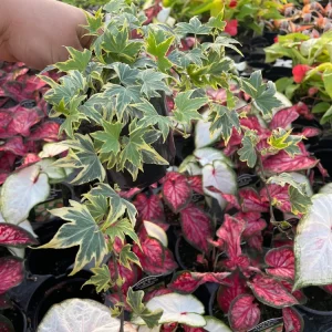 Ivy Hedera 'Yellow Ripple' Live Plant – 4.5 inch Pot – Indoor/Outdoor Variegated - Image 5