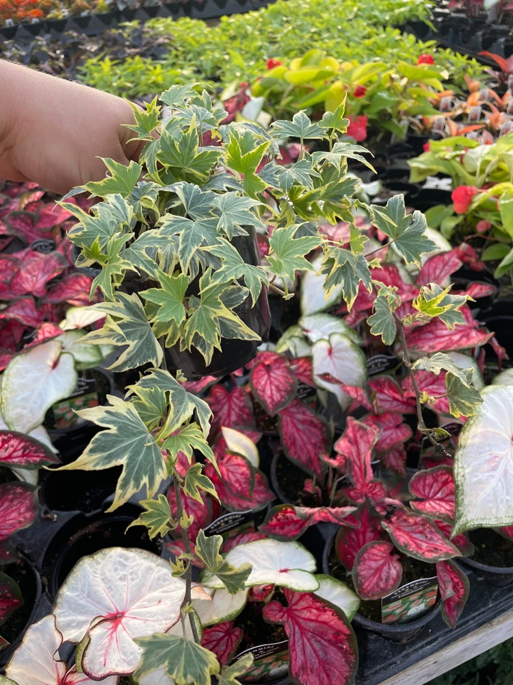 Ivy Hedera 'Yellow Ripple' Live Plant – 4.5 inch Pot – Indoor/Outdoor Variegated - Image 5