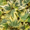 Ivy Hedera 'Yellow Ripple' Live Plant – 4.5 inch Pot – Indoor/Outdoor Variegated - Image 1