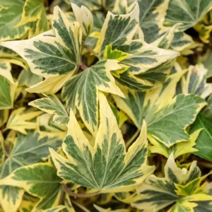 Ivy Hedera 'Yellow Ripple' Live Plant – 4.5 inch Pot – Indoor/Outdoor Variegated - Image 1