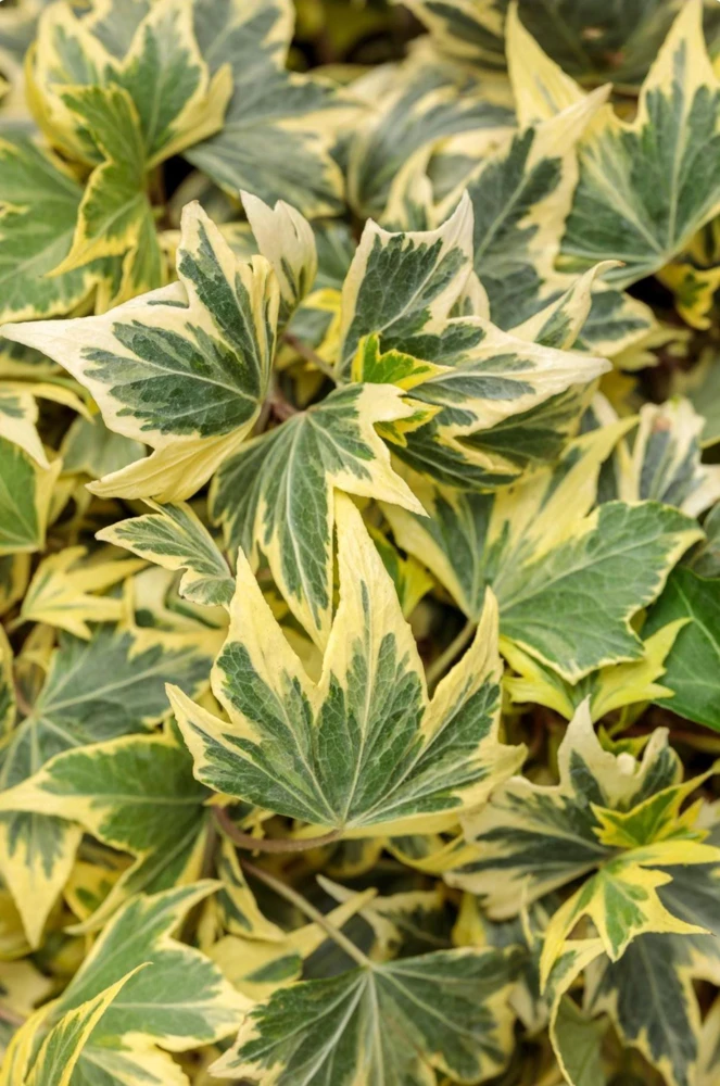 Ivy Hedera 'Yellow Ripple' Live Plant – 4.5 inch Pot – Indoor/Outdoor Variegated - Image 1