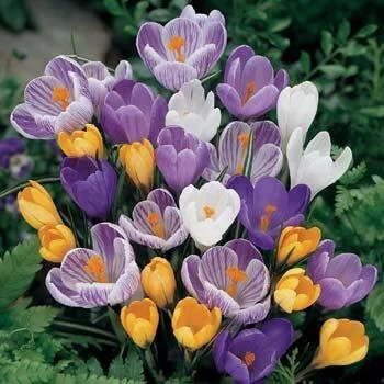 Jumbo Crocus Mixture Bulbs - Fall Planting for Early Spring Blooms - USDA Zones 3-9 - Image 2