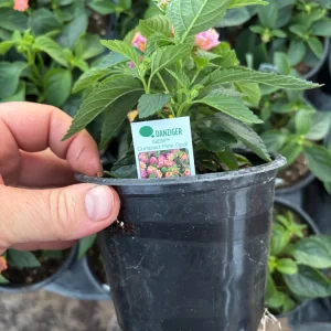 Lantana Compact Pink Opal Live Plant – 4.5 inch Pot – Outdoor Shrub - Image 10