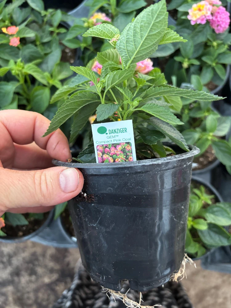 Lantana Compact Pink Opal Live Plant – 4.5 inch Pot – Outdoor Shrub - Image 10