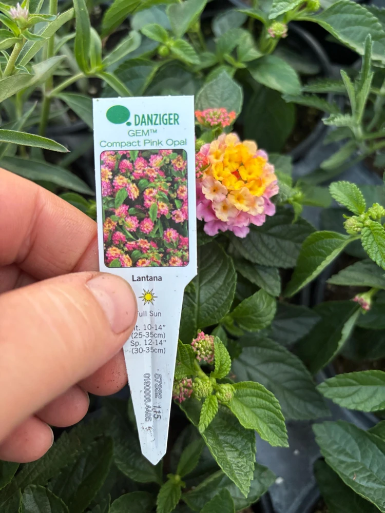 Lantana Compact Pink Opal Live Plant – 4.5 inch Pot – Outdoor Shrub - Image 11