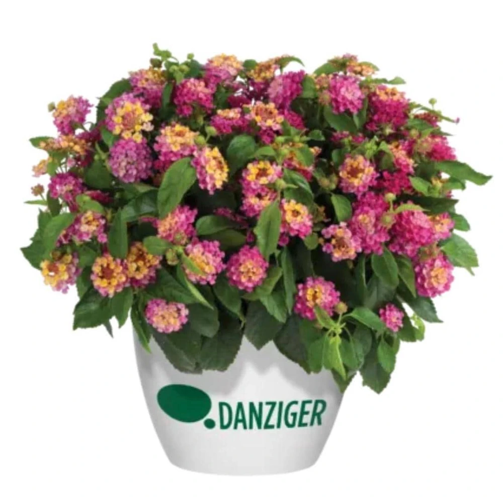 Lantana Compact Pink Opal Live Plant – 4.5 inch Pot – Outdoor Shrub - Image 2