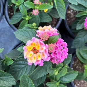 Lantana Compact Pink Opal Live Plant – 4.5 inch Pot – Outdoor Shrub - Image 4