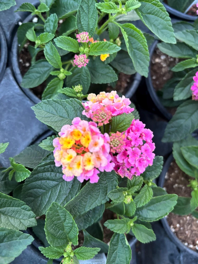Lantana Compact Pink Opal Live Plant – 4.5 inch Pot – Outdoor Shrub - Image 4