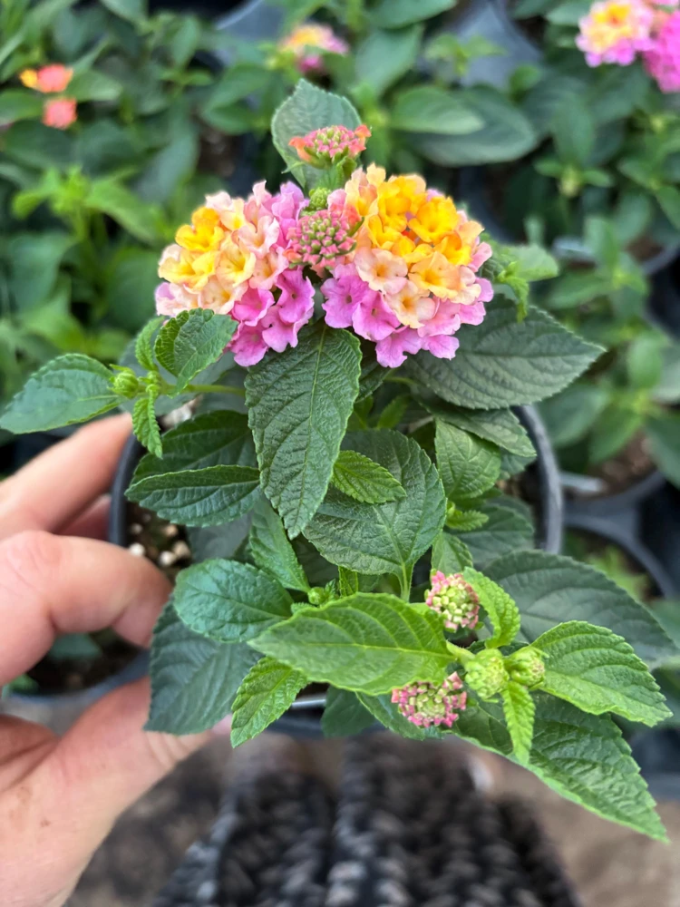 Lantana Compact Pink Opal Live Plant – 4.5 inch Pot – Outdoor Shrub - Image 5