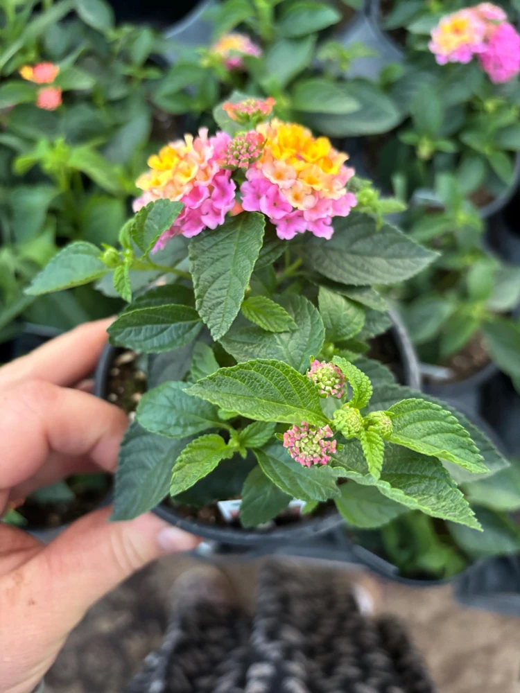 Lantana Compact Pink Opal Live Plant – 4.5 inch Pot – Outdoor Shrub - Image 6