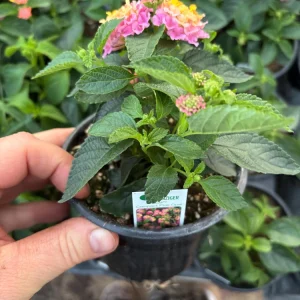 Lantana Compact Pink Opal Live Plant – 4.5 inch Pot – Outdoor Shrub - Image 7