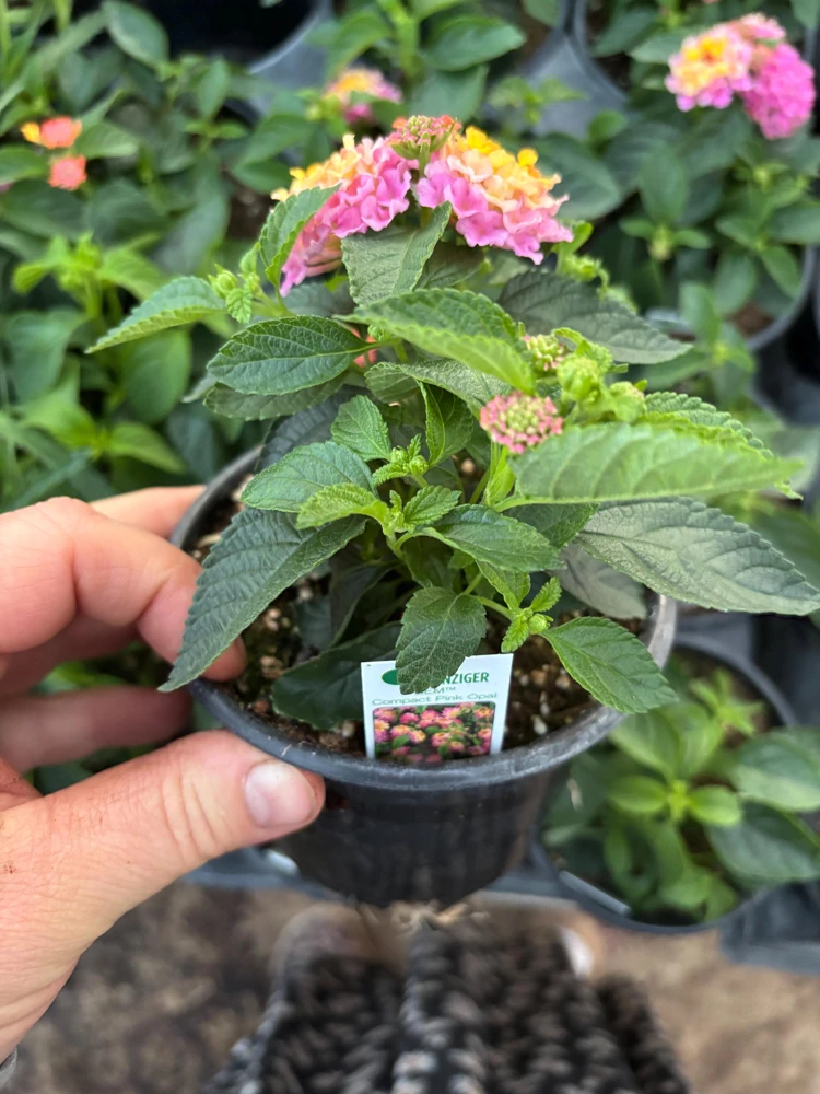Lantana Compact Pink Opal Live Plant – 4.5 inch Pot – Outdoor Shrub - Image 7