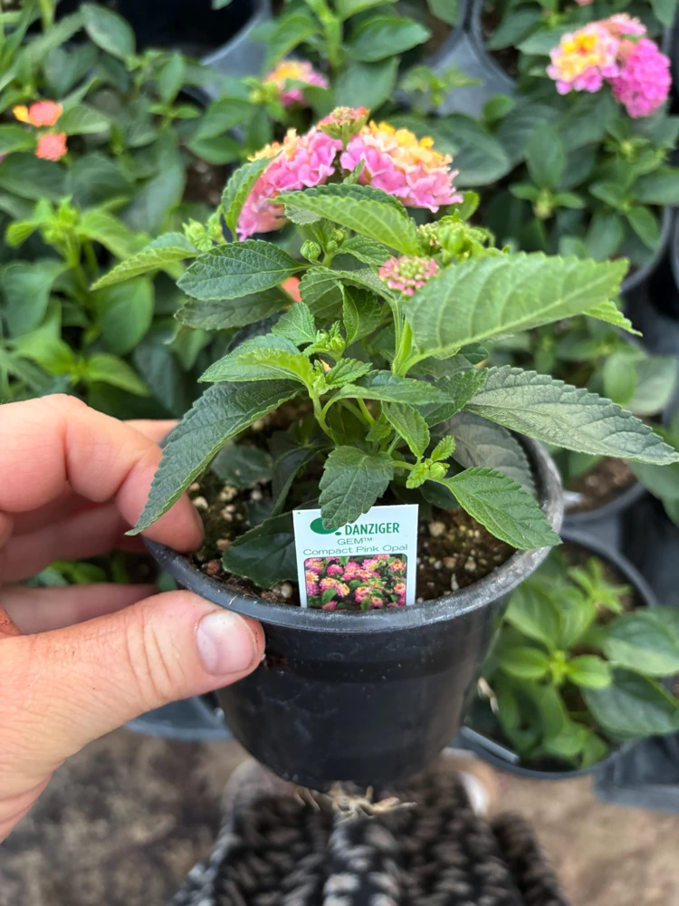 Lantana Compact Pink Opal Live Plant – 4.5 inch Pot – Outdoor Shrub - Image 8
