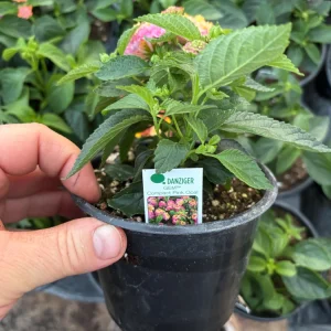 Lantana Compact Pink Opal Live Plant – 4.5 inch Pot – Outdoor Shrub - Image 9