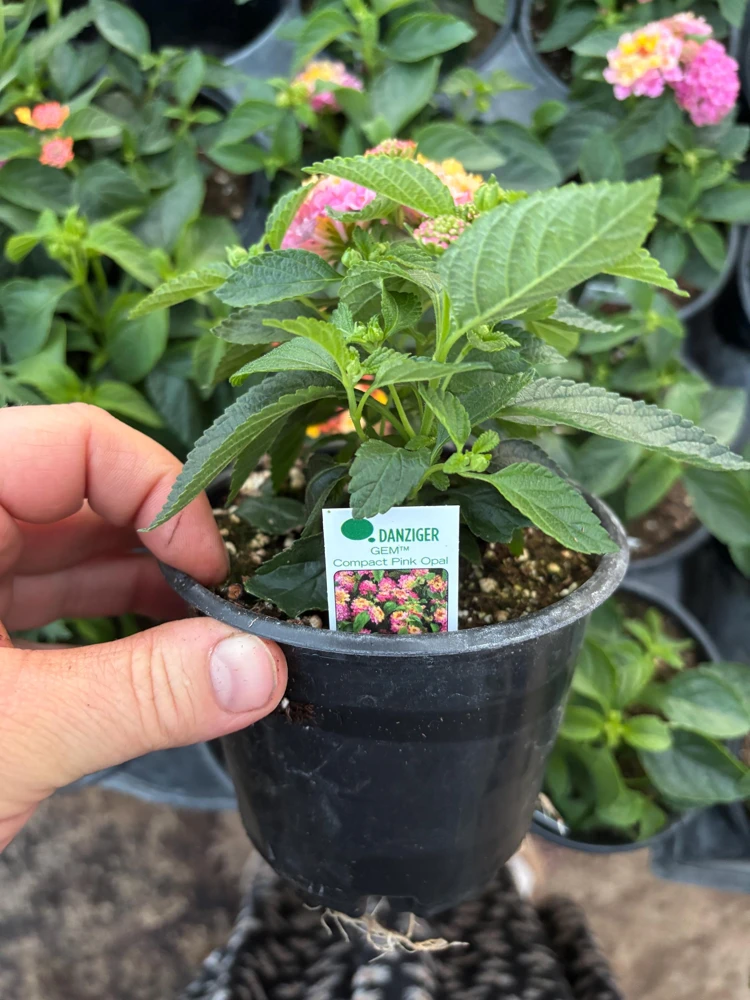Lantana Compact Pink Opal Live Plant – 4.5 inch Pot – Outdoor Shrub - Image 9