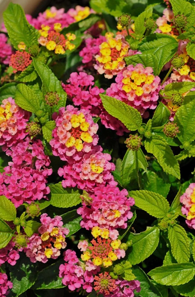 Lantana Compact Pink Opal Live Plant – 4.5 inch Pot – Outdoor Shrub - Image 1