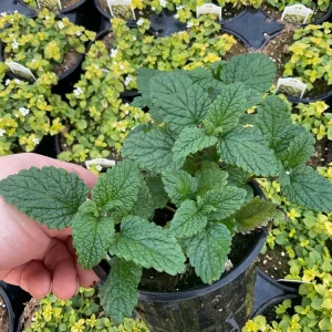 Lemon Balm Live Plant – 4.5" Pot – Fragrant Herb – Indoor/Outdoor - Image 2