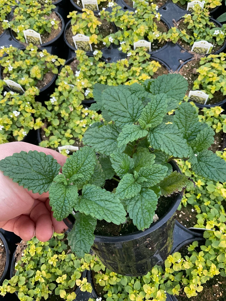 Lemon Balm Live Plant – 4.5" Pot – Fragrant Herb – Indoor/Outdoor - Image 2