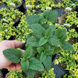 Lemon Balm Live Plant – 4.5" Pot – Fragrant Herb – Indoor/Outdoor - Image 3
