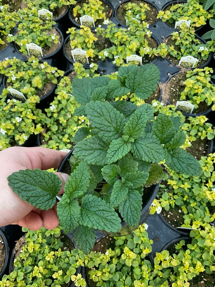 Lemon Balm Live Plant – 4.5" Pot – Fragrant Herb – Indoor/Outdoor - Image 3