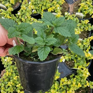 Lemon Balm Live Plant – 4.5" Pot – Fragrant Herb – Indoor/Outdoor - Image 4