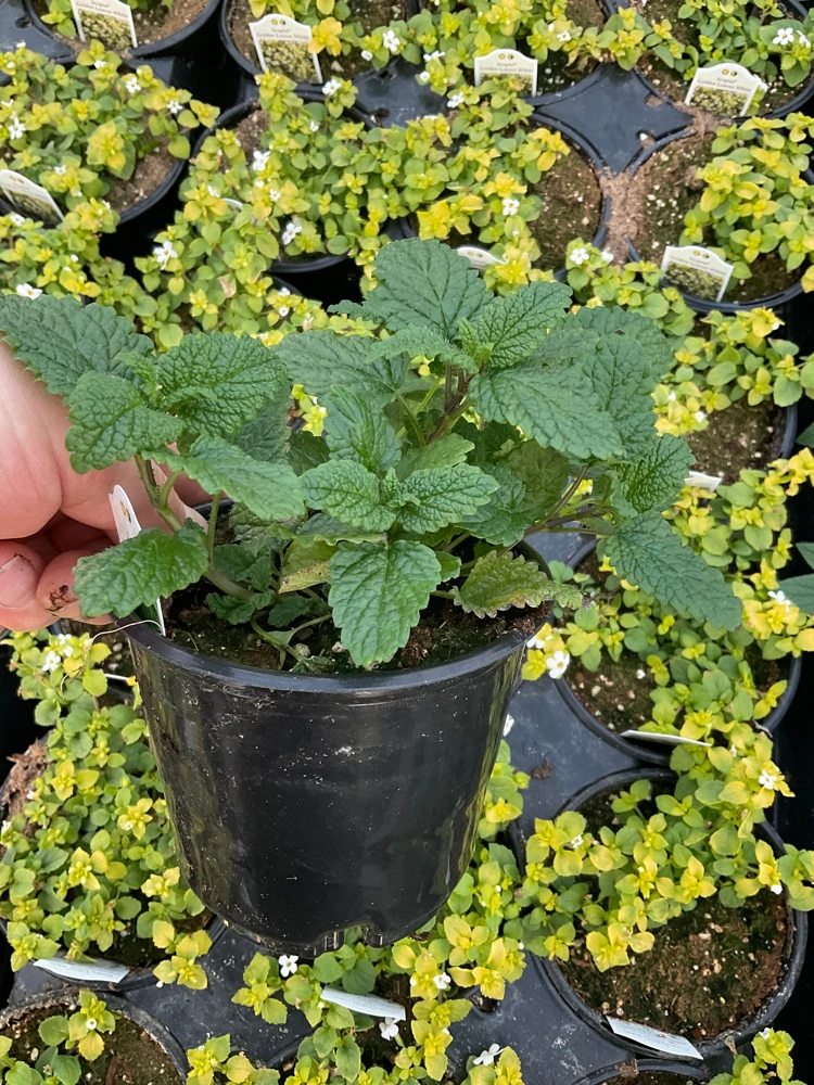 Lemon Balm Live Plant – 4.5" Pot – Fragrant Herb – Indoor/Outdoor - Image 4