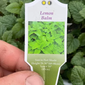 Lemon Balm Live Plant – 4.5" Pot – Fragrant Herb – Indoor/Outdoor - Image 5