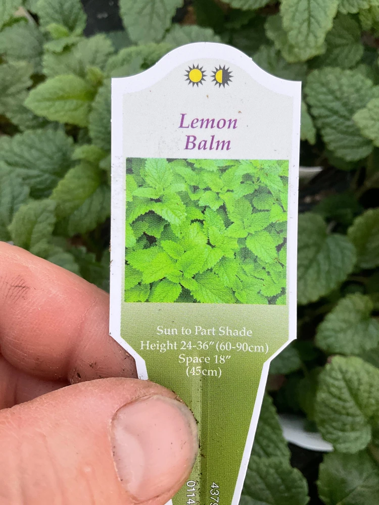 Lemon Balm Live Plant – 4.5" Pot – Fragrant Herb – Indoor/Outdoor - Image 5